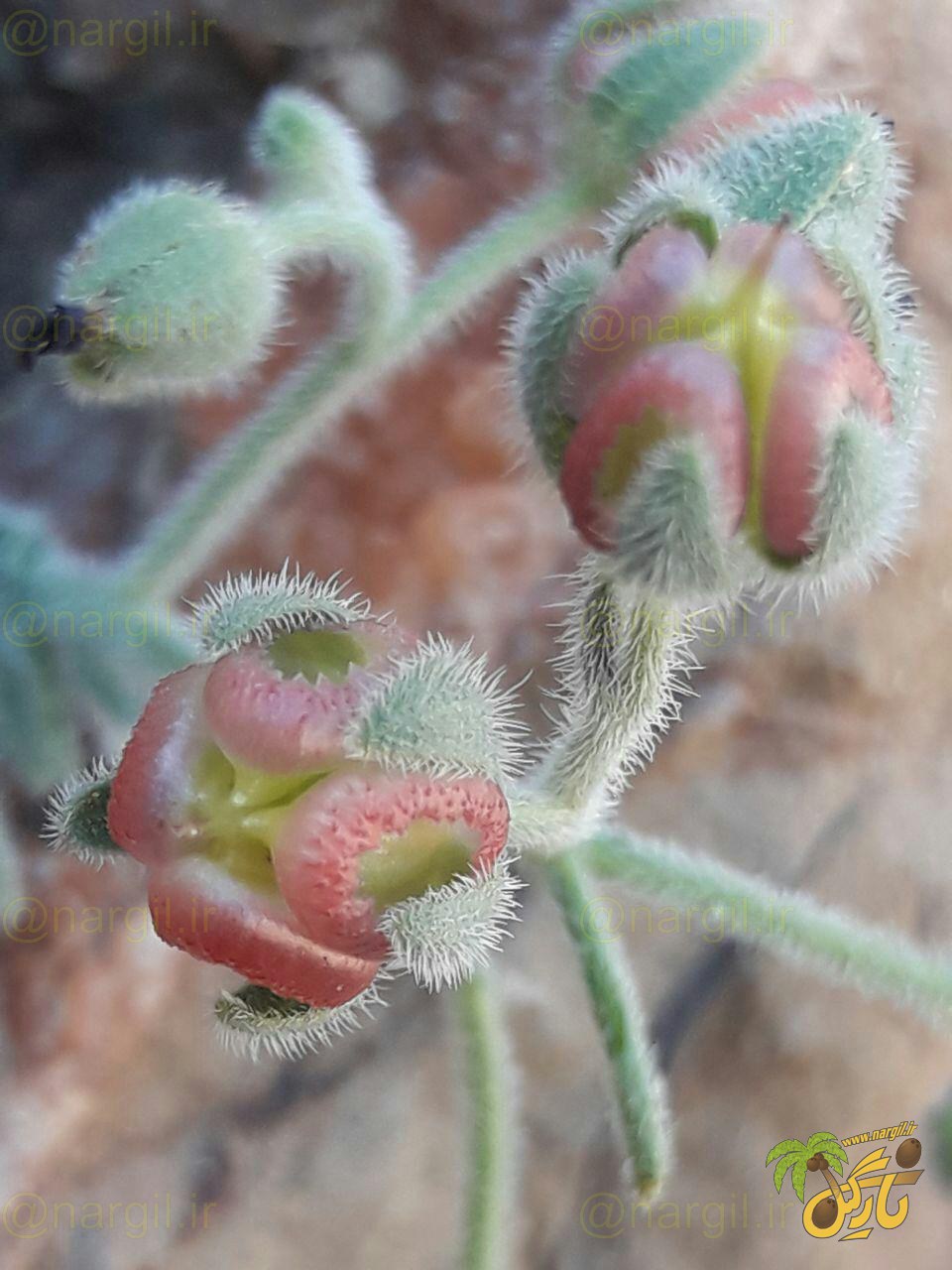 Paracaryum rugulosum